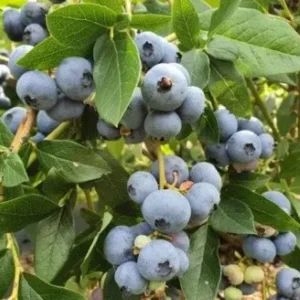 Šilauogė "Bluecrop"