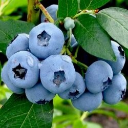 Šilauogė "Bluegold"
